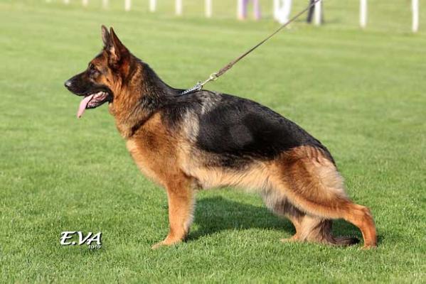 Rieke vom Leithawald