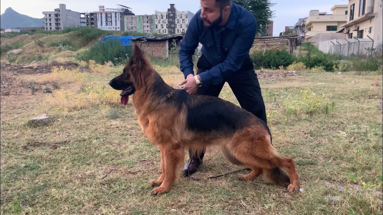 Koko vom Aurelisbrandt