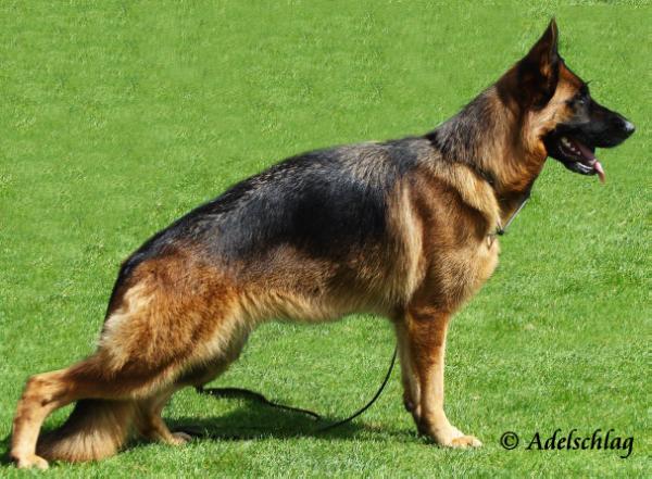 Gila vom Hause Kampenhuber