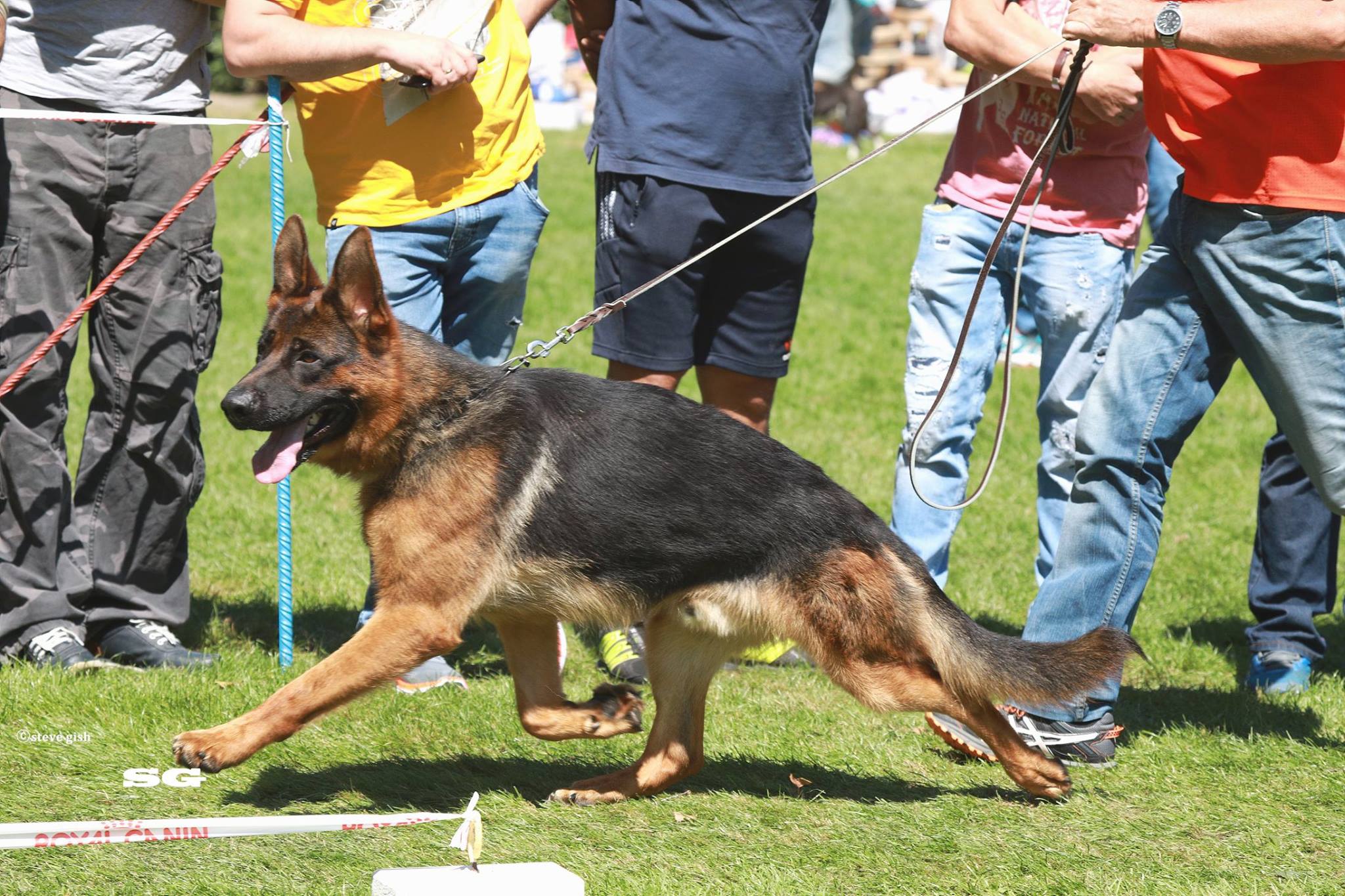 Chen von der Freiheit Westerholt