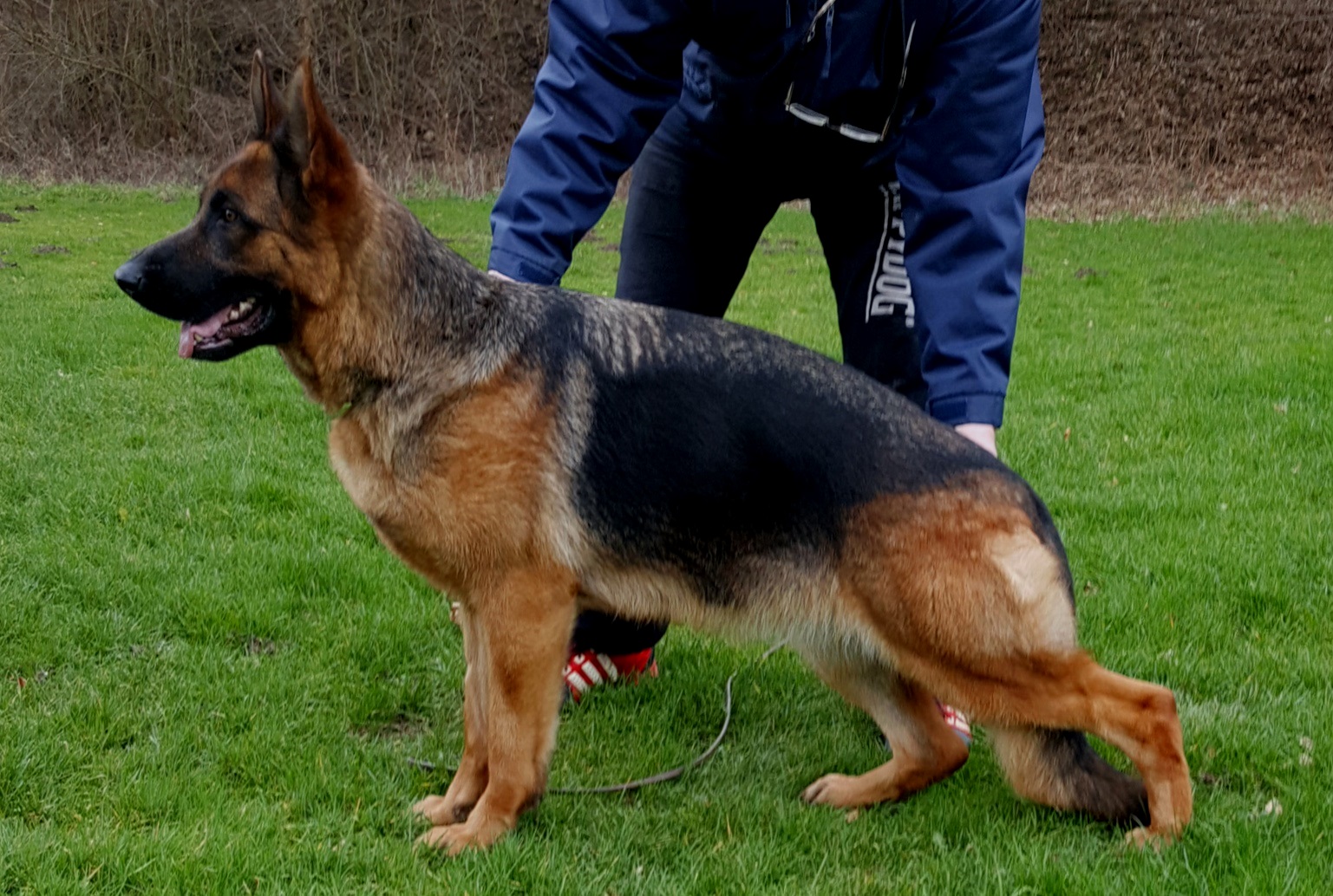 Xandra vom Köttersbusch