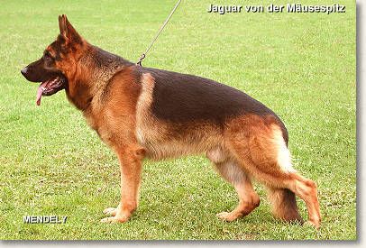 Jaguar von der Mäusespitz