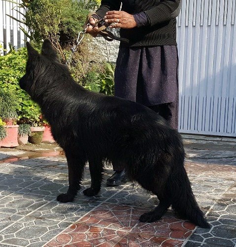 Cleopatra van Contra Haus