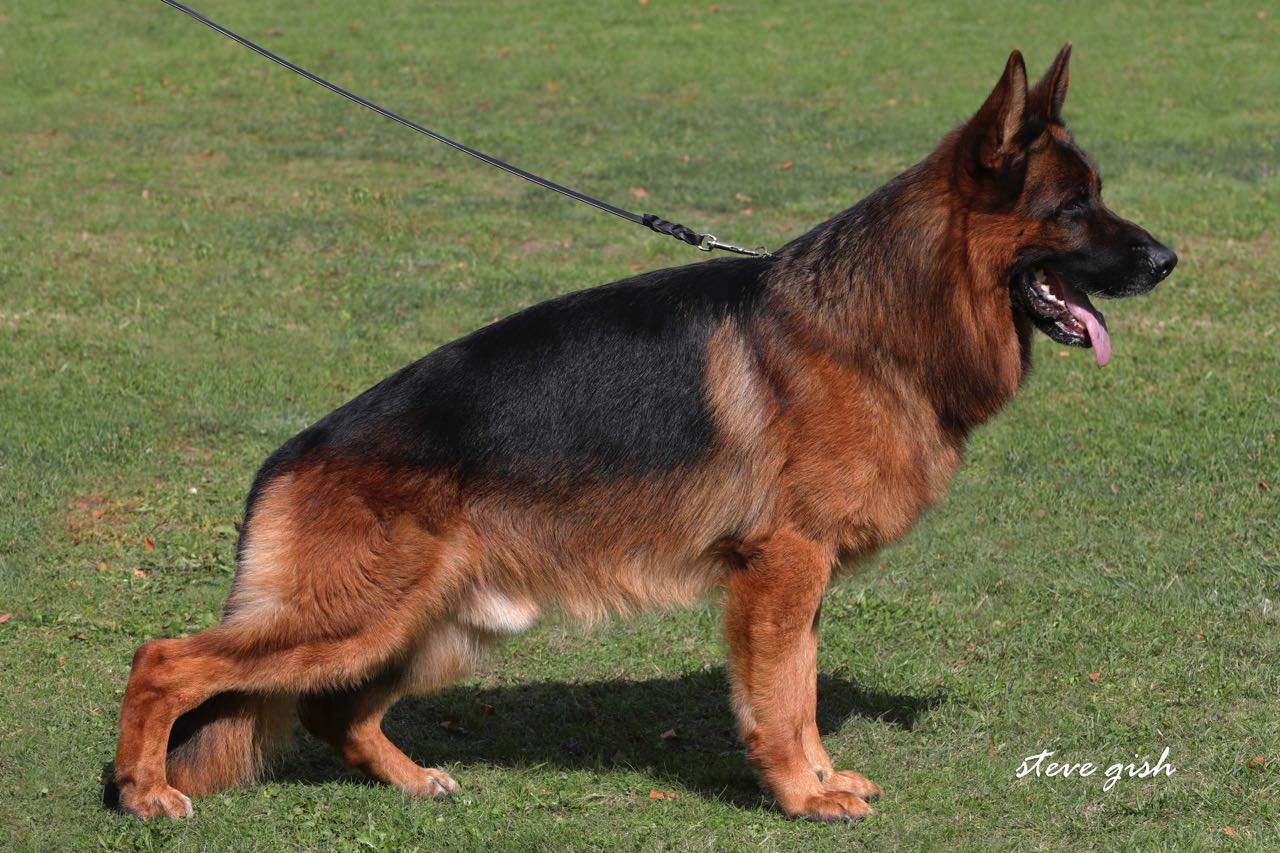 Goran vom Bierstadter Hof