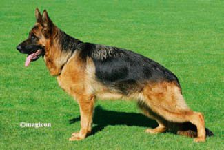 Issy vom Suentelstein