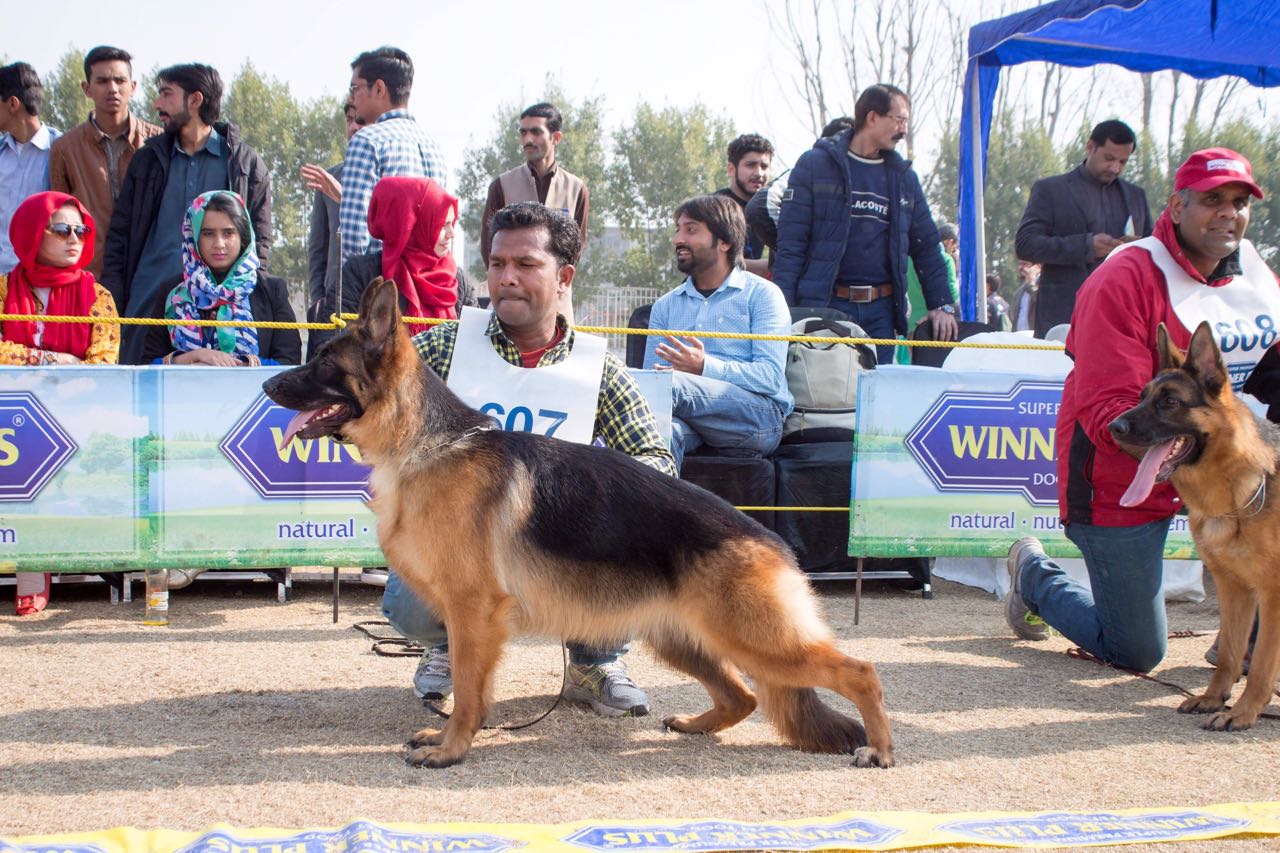 Wanda vom Haus Tchorz (FCI)