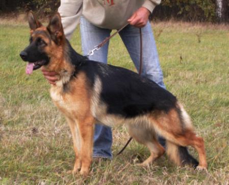 Perle vom Frankengold