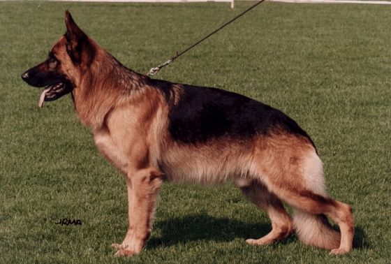 Idol von der Jahnhöhe