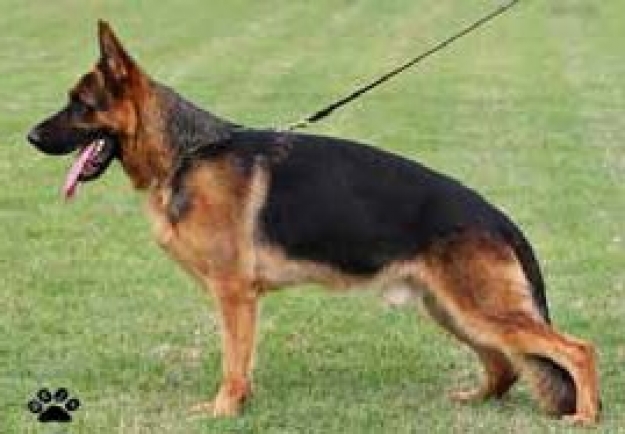 Jason del Colle Verde