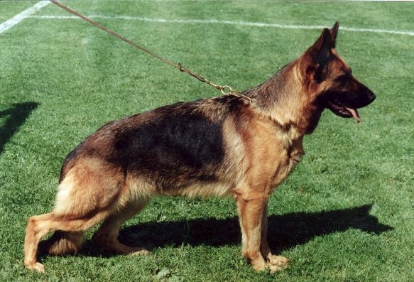 Ultri von der Wienerau