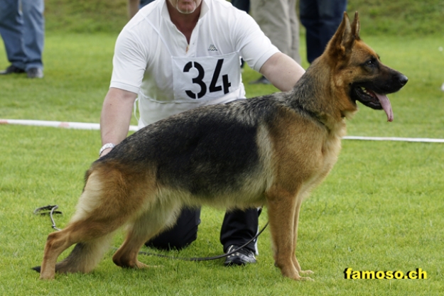 Asia del Colle Verde