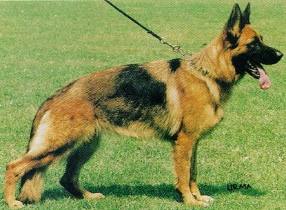 Oscha von der Wienerau