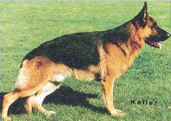 Cito vom Kirschental