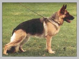 Lesie von der Murrenhütte