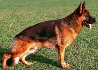 Bazi von der Urbecke