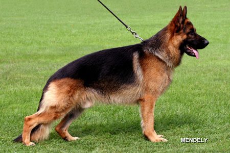 Paul vom Bierstadter Hof