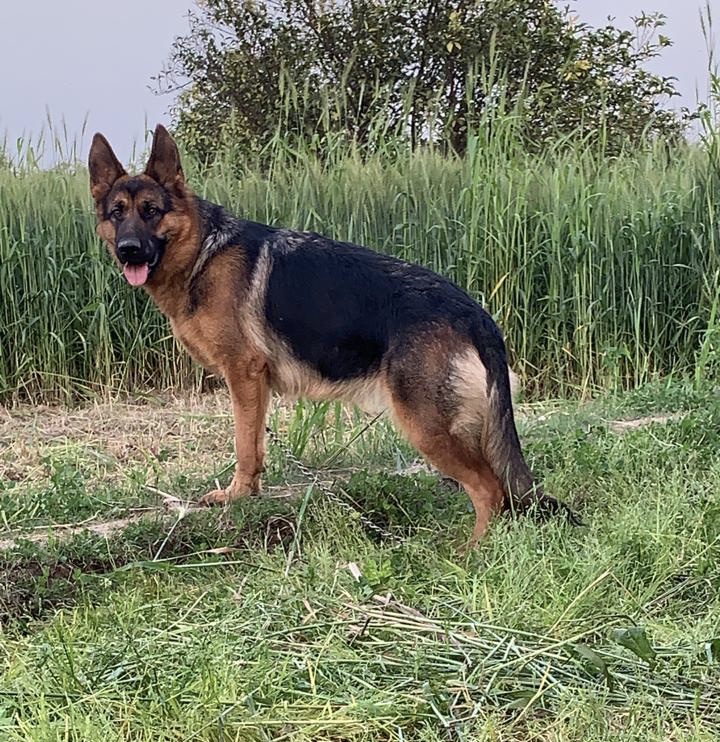 Peanut vom Black Pearl