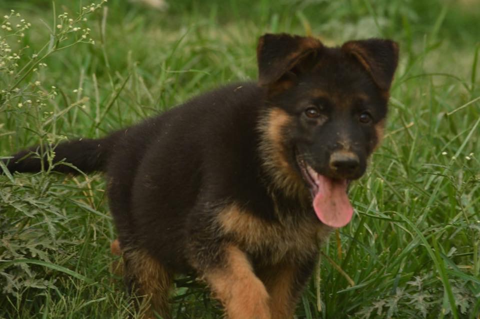 Penzy vom Black Pearl