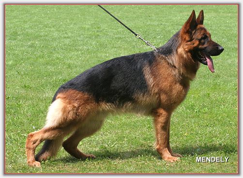 Sepp vom Hammelsbacher Hof