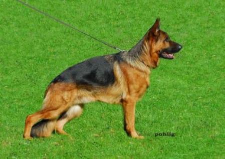 Buka vom Agilolfinger