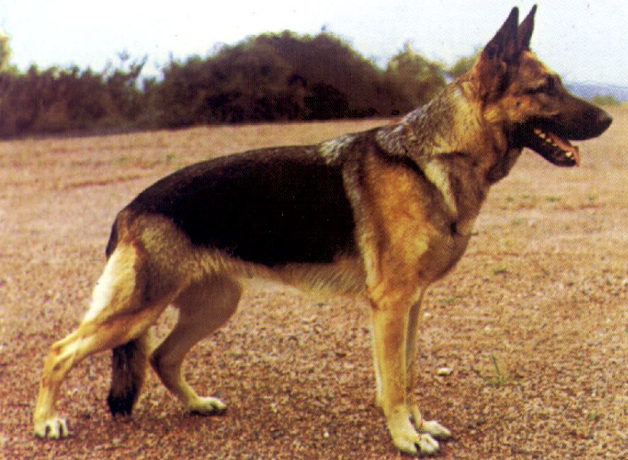 Ondra von Ecclesia Nova