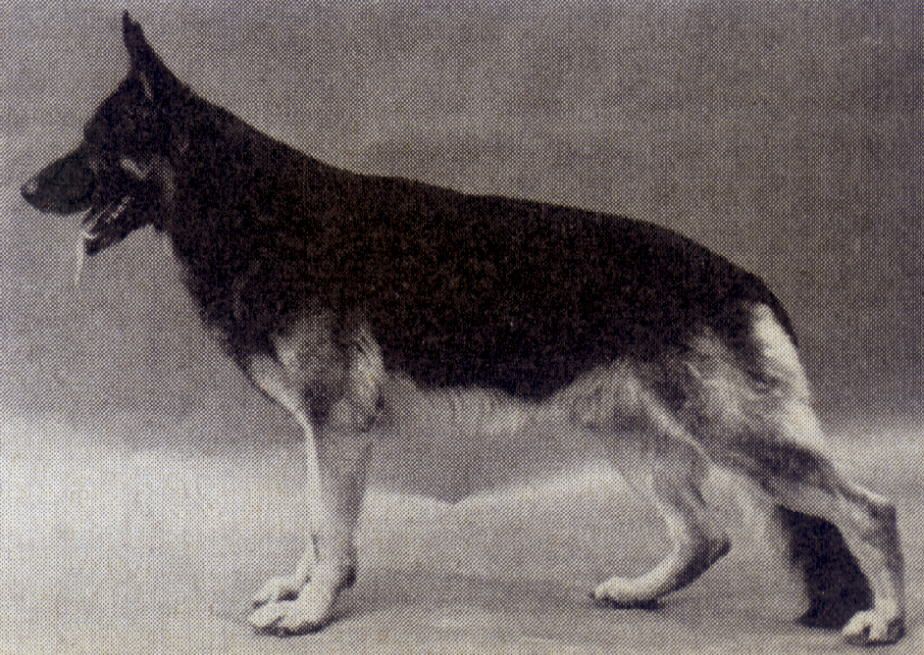 Anderl vom Herzogbad