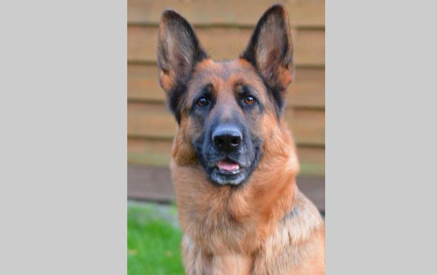 Heydy vom Fichtenschlag