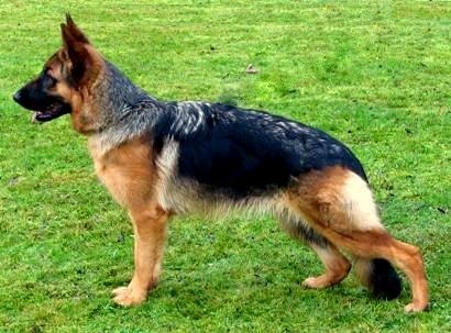 Xanda vom Fichtenschlag