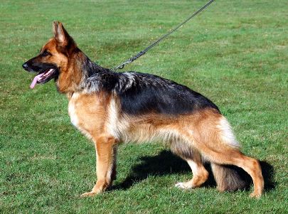 Xandina vom Fichtenschlag