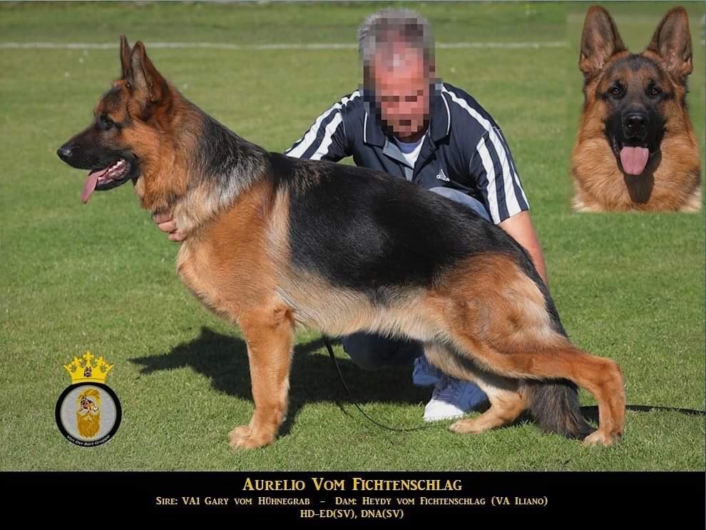 Aurelio vom Fichtenschlag