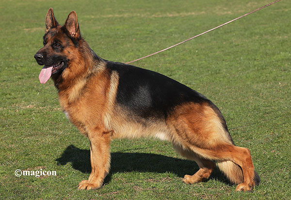 Da Vinci vom Elbe-Saale-Winkel