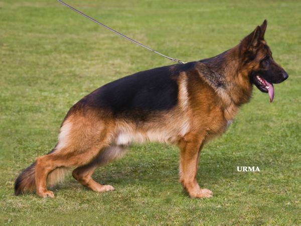 Pardo vom Baruther Land