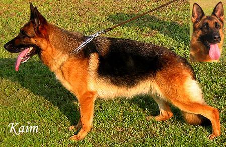 Lara vom Kapellenberg