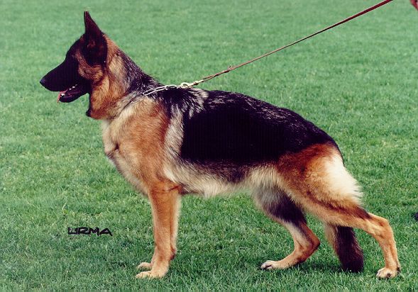 Anabel vom Sofienwald