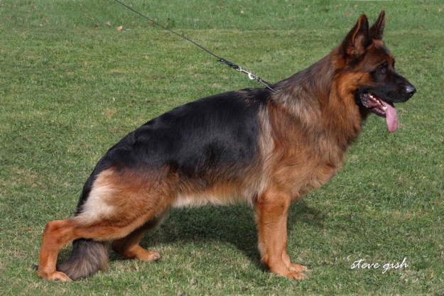 Nox vom Tiroler Unterland