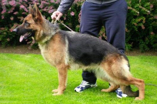 Daggi vom Tiroler Unterland