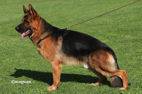 Thor von der Baiertalerstraße