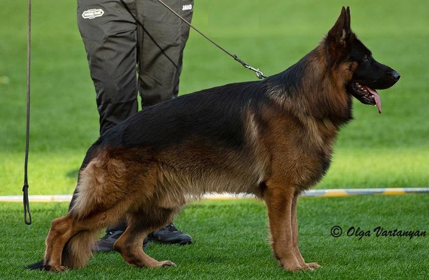 Henko vom Holtkämper Hof