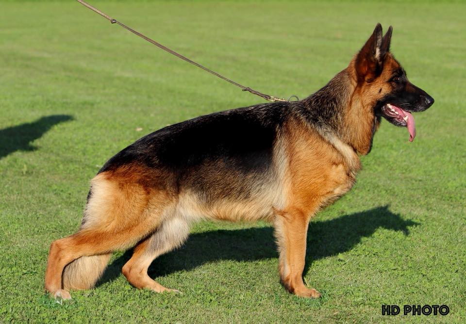 Flashfire von Bad-Boll