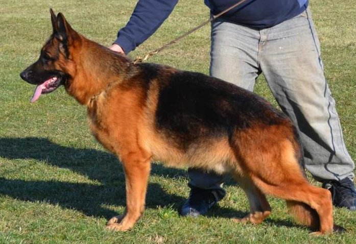 Sass Crveni Mayestoso