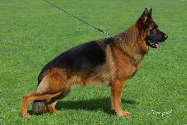 Tito vom Finkenschlag