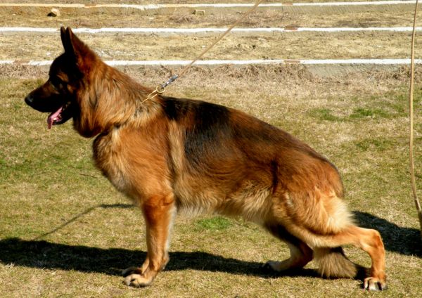 Gismo vom Butjenter Land