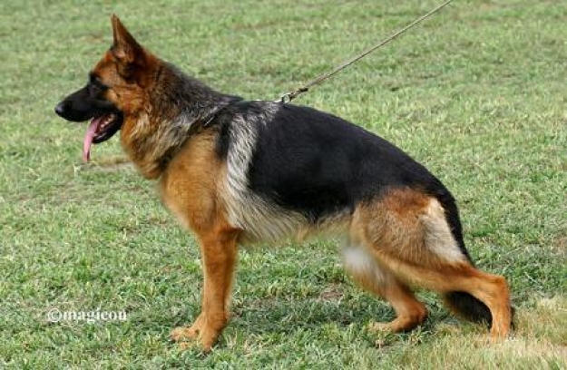 Yvonne von Bellissimo (H)