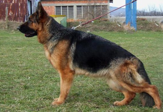 Yoli Topolovnička