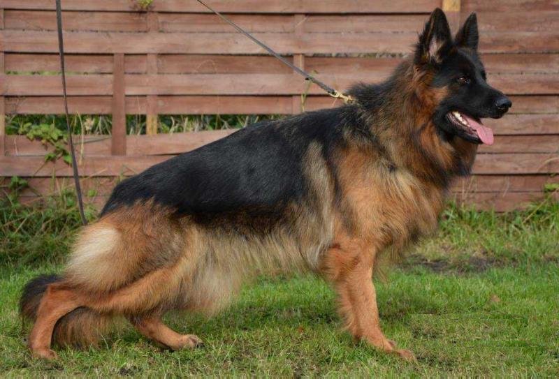 Hespa vom Trojangold