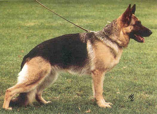 Zambi von der Murrenhütte