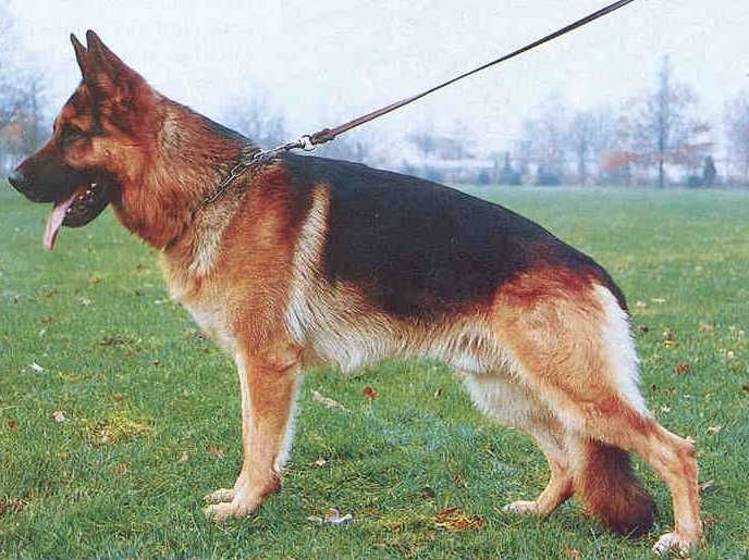 Pascha von der Morrtel