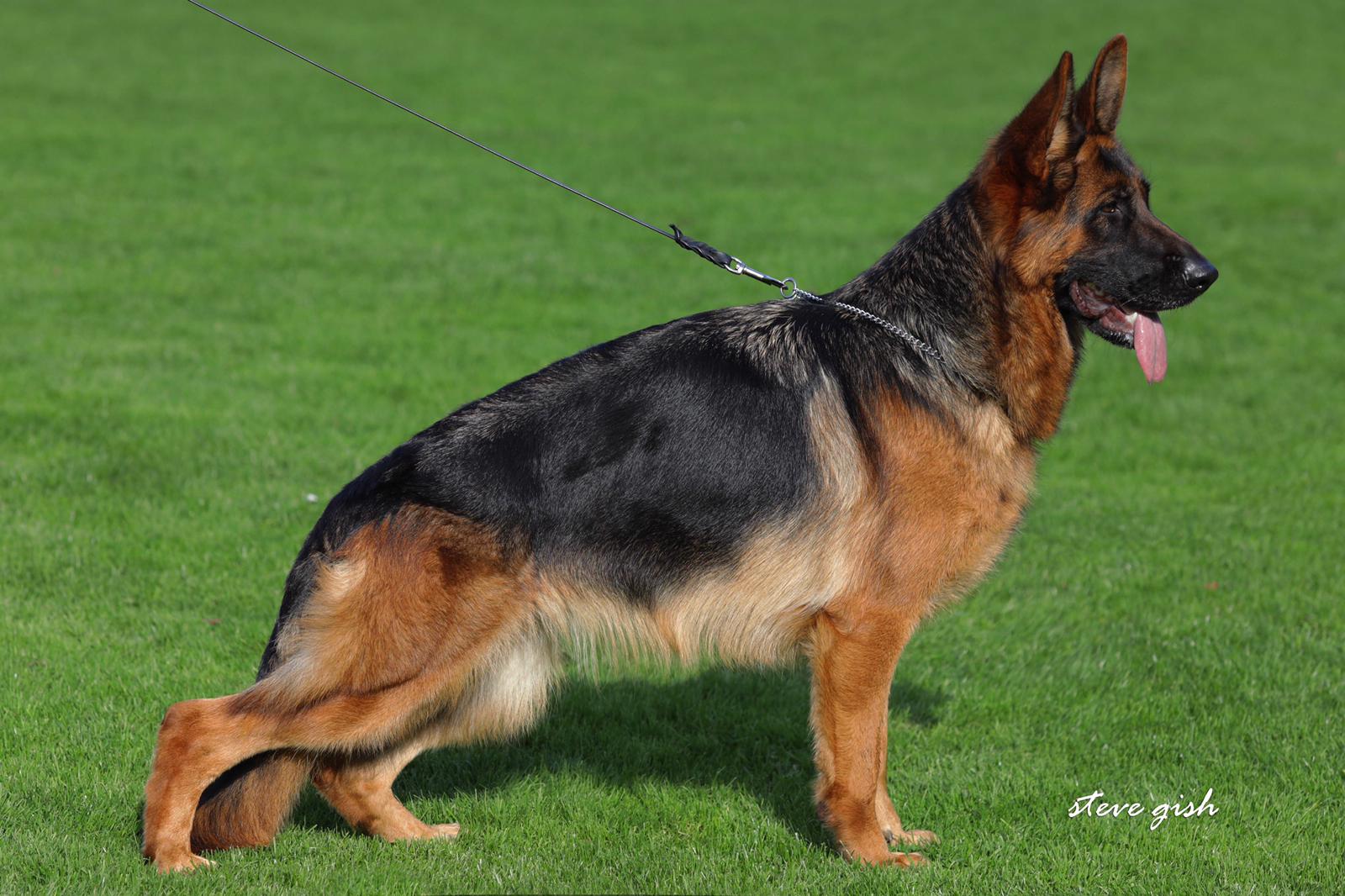 Ninja vom Lärchenhain