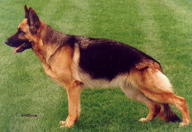 Dascha von der Malchower Aue