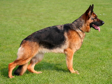 Ambra vom Team Baierblick